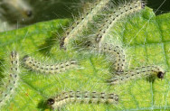 MetroTexLandscapeManagement Caterpillars Elimination insect & disease control
