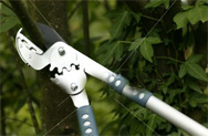 MetroTexLandscapeManagement Pruning, Hedging, Cleaning & aesthetically pleasing outdoor environments